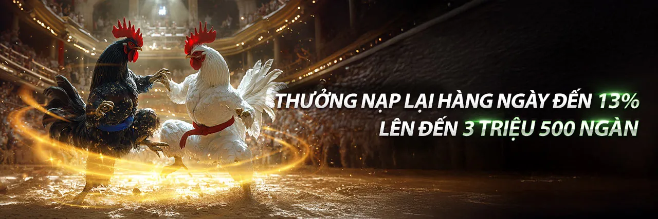 Đá gà cựa dao